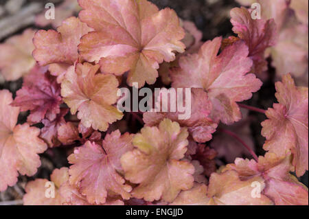 Heuchera Galaxy, Korallen Glocken. Stockfoto