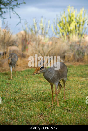 Kirk Dikdiks, Samburu County, Samburu National Reserve, Kenia Stockfoto