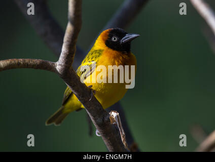 Kleinen Weber (Ploceus Luteolus), Baringo County, Lake Baringo, Kenia Stockfoto