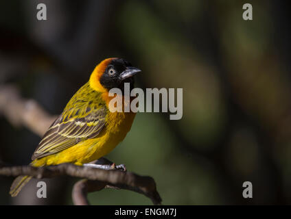 Kleinen Weber (Ploceus Luteolus), Baringo County, Lake Baringo, Kenia Stockfoto