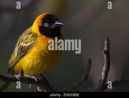 Kleinen Weber (Ploceus Luteolus), Baringo County, Lake Baringo, Kenia Stockfoto