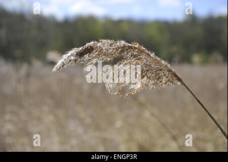 gemeinsamen Reed vom Hintergrund isoliert Stockfoto