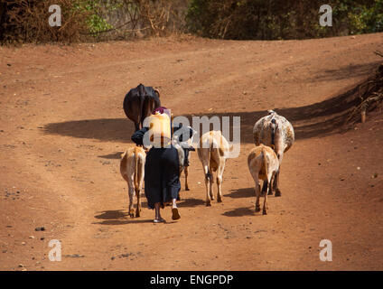 Gabbra Stamm Frau Wassertragen auf ihrer Rückseite, Marsabit District, Marsabit, Kenia Stockfoto