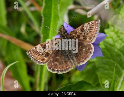 Schmuddeligen Skipper Schmetterling auf violett. Noar Hill Nature Reserve, Selborne, Hampshire, England. Stockfoto