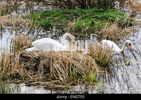 Weibliche Schwan sitzt auf ihrem Nest auf eine Anzahl von Eiern. Stockfoto