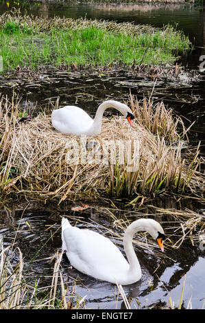 Weibliche Schwan sitzt auf eine Anzahl von Eiern auf ihrem Nest, wie ihr Mann herum schwimmt, um zu bewachen. Stockfoto