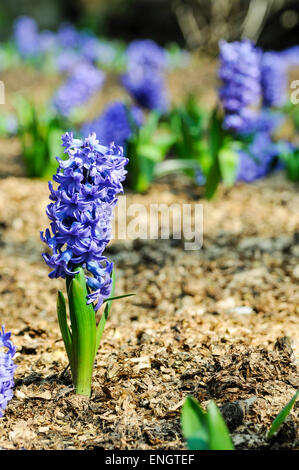 Hyazinthen wachsen in einem Blumenbeet Stockfoto