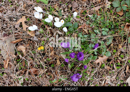 Bunte und feine Details der ersten wilden Blumen in einem kanadischen Frühling nach einem kalten Winter geboren Stockfoto