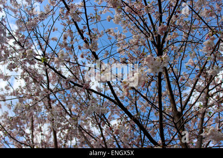 Kirschblüte in Kanada oder Detail der zarten rosa Blüten von einem Kirschbaum im Frühling Stockfoto