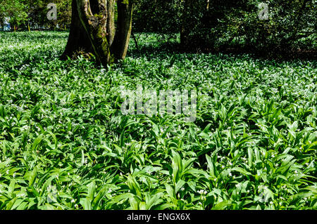 Bärlauch blüht, wächst in einem Wald Stockfoto