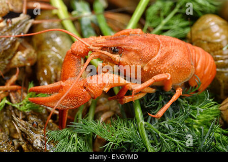 Gekochte Krebse mit Dill auf einem Hintergrund von live Langusten Stockfoto