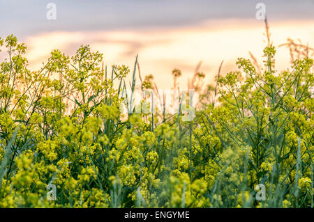 Gelb - grüne Wildblumen. Euphorbia Esula, allgemein bekannt als grüne Wolfsmilch, grünen Wolfsmilch, Wolfsmilch, Wolfs Milch oder Wolfs-Milch. Stockfoto