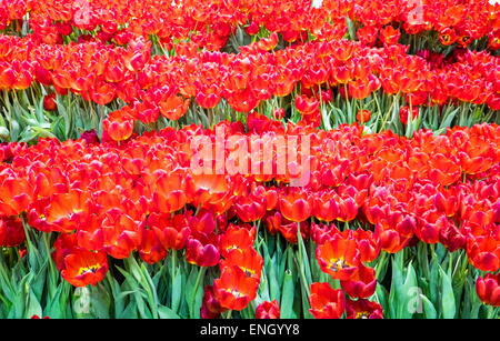 Many beautiful tulip flowers seen in a garden Stockfoto