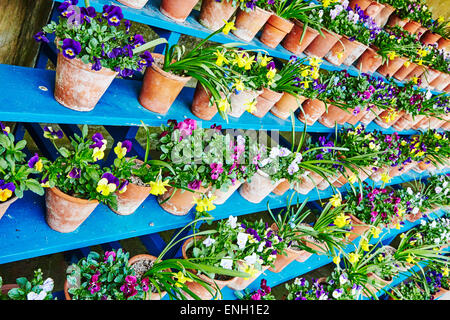 Reihen von Frühlingsblumen in Blumentöpfe in den blauen Regalen Calke Abbey, Ticknall, Derby, England. Stockfoto