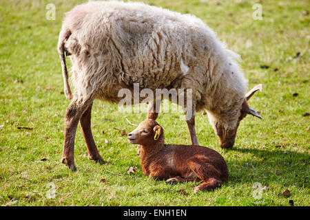 Seltene Rasse Portland Schaf und Lamm bei Calke Abbey, Derbyshire, England, UK. Stockfoto