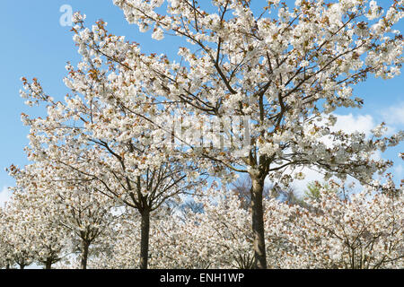 Prunus Serrulata Tai Haku. Große weiße Kirschbaum Obstgarten in Alnwick Gardens, Northumberland, England Stockfoto