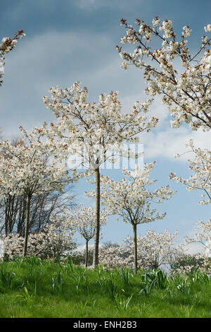 Prunus Serrulata Tai Haku. Große weiße Kirschbaum Obstgarten in Alnwick Gardens, Northumberland, England Stockfoto