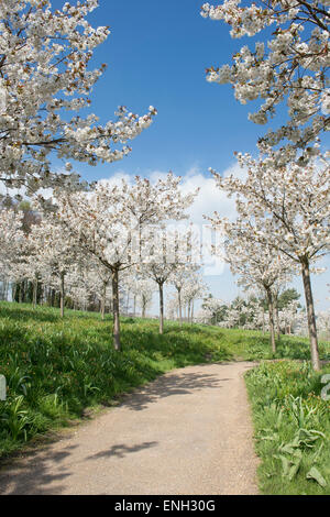 Prunus Serrulata Tai Haku. Große weiße Kirschbaum Obstgarten in Alnwick Gardens, Northumberland, England Stockfoto