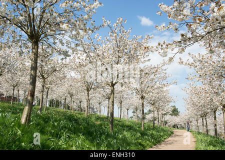 Prunus Serrulata Tai Haku. Große weiße Kirschbaum Obstgarten in Alnwick Gardens, Northumberland, England Stockfoto