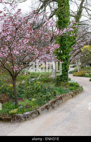 Kirschbaum und Weg durch RHS Harlow Carr Gärten. Harrogate, England Stockfoto