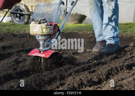 Gärtner umzugraben einen Gemüsegarten, die Vorbereitung des Bodens für die Bepflanzung. England Stockfoto