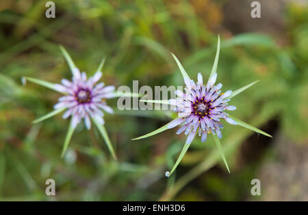 Flora von Gran Canaria - Tragopogon Porrifolius, violette Schwarzwurzel Blumen in Caldera de Tejeda Stockfoto