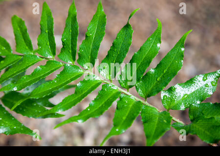 Japanische Stechpalme Farn (Cyrtomium Falcatum) Stockfoto
