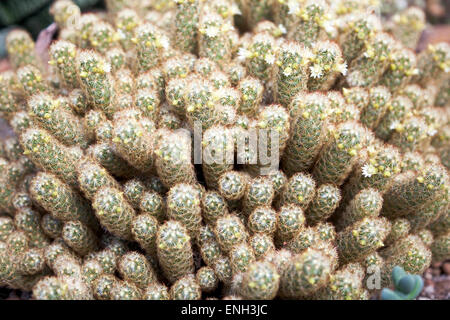 Gold Spitze Kaktus oder Ladyfinger Kaktus (Mammillaria Elongata) Stockfoto