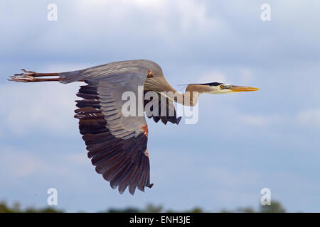 Great Blue Heron Ardea Herodias überfliegen Lagune Fort Myers beach Golf-Küste Florida USA Stockfoto