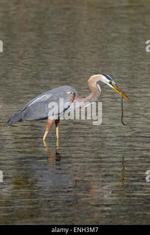 Great Blue Heron Ardea Herodias in Lagune auf ein Aal Fütterung Stockfoto