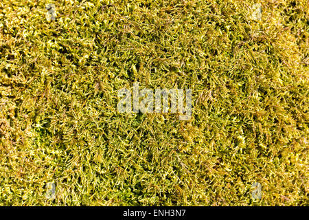 Grünes Moos Makro Nahaufnahme auf dem Baum Hintergrund als moosigen Textur Stockfoto