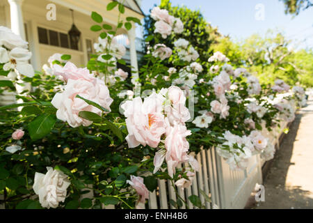 Climbing Roses auf Zaun und bunten Garten Grenze. weißen Lattenzaun