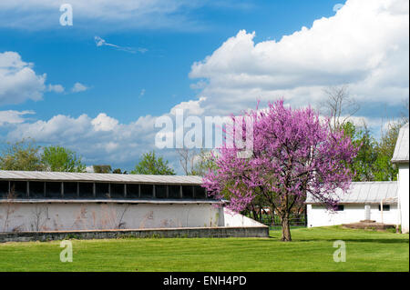 Blühende Ostredbud Baum im ländlichen Virginia, USA. Stockfoto