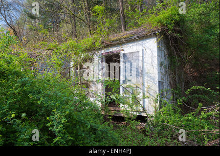 Alte verlassene Blockhütte überwuchert von Vegetation im ländlichen Virginia, USA. Stockfoto