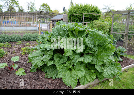 Rhabarber-Strauch mit großen Blätter wachsen in Zuteilung in Radlett, Hertfordshire. Stockfoto