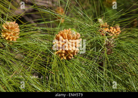 Pinus Canariensis Kanarische Kiefer, männlichen Zapfen im Frühjahr Stockfoto