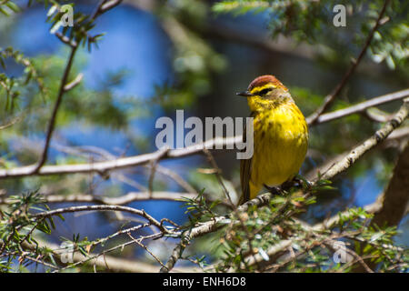 Palm Warbler Stockfoto