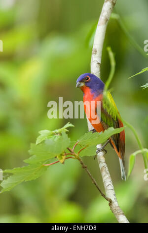 Männliche östlichen Painted Bunting sitzend auf Ast in Corkscrew Swamp Sanctuary, Florida, USA Stockfoto