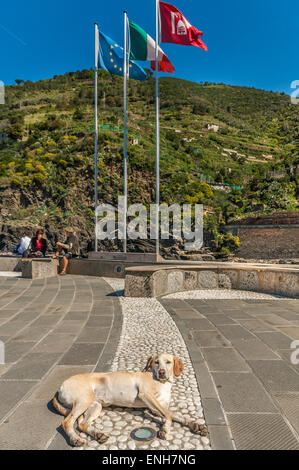 Napping Hund auf gepflasterten Gehweg in Vernazza, Cinque Terre Stockfoto