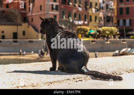 Schwarz Grau Katze sitzt auf Felsen in Vernazza, Cinque Terre Stockfoto