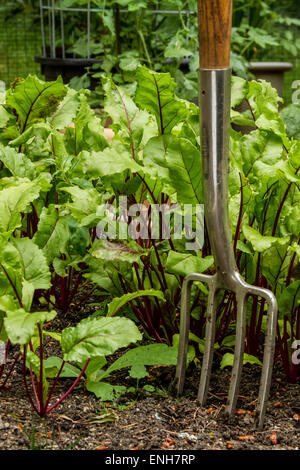 Rote Kugel, Detroit Red und Red Ace Rüben wächst in einem Garten mit einem Garten Gabel in Issaquah, Washington, USA. Stockfoto