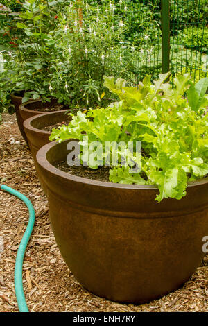 Liniertes Salat wächst in einem Container in Issaquah, Washington, USA Stockfoto