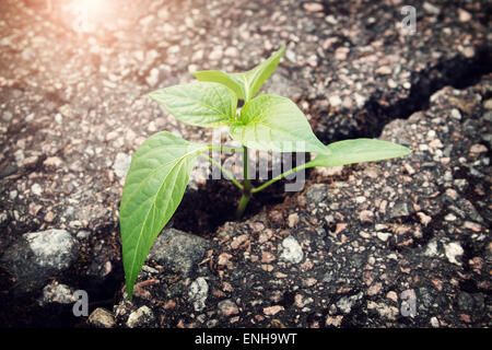 Pflanze wächst aus Riss im asphalt Stockfoto