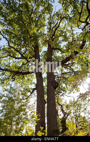 Eichenstämmen (Quercus Robur) Stockfoto