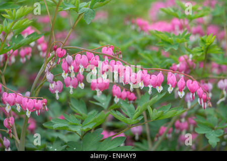 Tränendes Herz Blumen hautnah Lamprocapnos Dicentra spectabilis Stockfoto