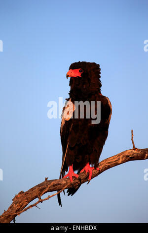 Bateleur (Terathopius Ecaudatus), Erwachsene, thront auf Baum, Krüger Nationalpark, Südafrika Stockfoto