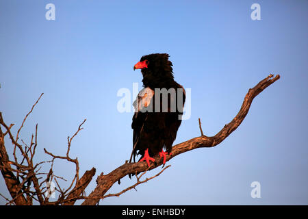 Bateleur (Terathopius Ecaudatus), Erwachsene, thront auf Baum, Krüger Nationalpark, Südafrika Stockfoto