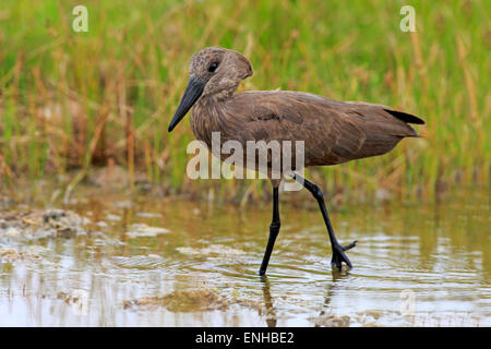 Hamerkop (Scopus Umbretta), Erwachsene, im Wasser, Futter, Krüger Nationalpark, Südafrika Stockfoto