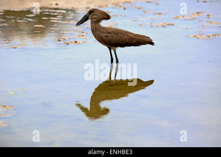 Hamerkop (Scopus Umbretta), Erwachsene, im Wasser, Futter, Krüger Nationalpark, Südafrika Stockfoto