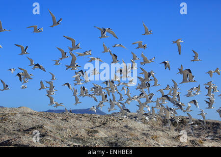 Größere Crested Seeschwalben (Thalasseus Bergii), strömen im Flug, Boulders Beach, Simonstown, Western Cape, Südafrika Stockfoto